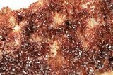 Glittering, Ruby Red Vanadinite Crystals on Barite - Morocco #278249-2